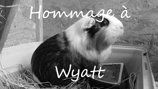 Miniature : Hommage Wyatt, mon Patapouf