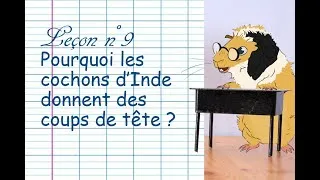 Miniature : StarCacahouette Leçon #09 Pourquoi les cochons d'Inde donnent des coups de tête ?