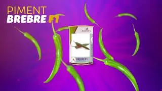 Miniature : Les semences hybrides à haut rendements (Brebre - Denkatia - Caribou )