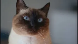 Miniature : Cats don't need AI