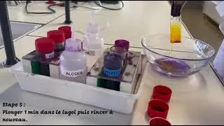 Miniature : 🔬 Tu savais qu’on peut identifier des bactéries simplement grâce à une coloration ?