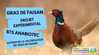 Miniature : Gras de faisan