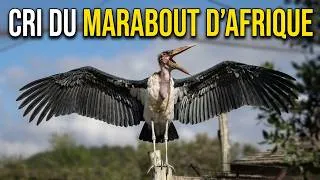 Miniature : CRI du MARABOUT D'AFRIQUE🦩📢 Réserve Naturelle de Sigean