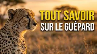 Miniature : Tout SAVOIR sur le GUEPARD❤️🐆Bases pour Comprendre le GUEPARD