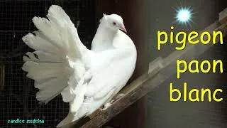 Miniature : PIGEON PAON BLANC🕊️❤️