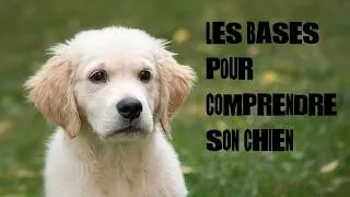Miniature : Les BASES pour COMPRENDRE son CHIEN🐕 ETHOLOGIE CANINE