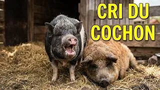 Miniature : COCHON qui CRIE 🐖📢