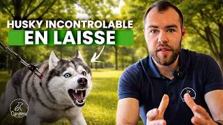 Miniature : Chien excité sur les stimuli : les exercices à mettre en place