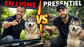 Miniature : Éducation canine en ligne : arnaque ou vraie solution ? La vérité que personne ne dit