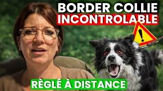 Miniature : PREDATION INCONTRÔLABLE : comment ce Border Collie a été transformé - Témoignage
