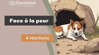 Miniature : Les 4F : Comprendre les réactions de votre chien face à la peur
