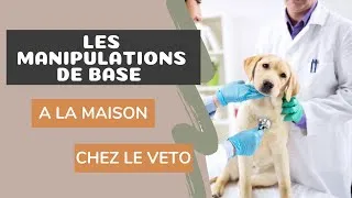 Miniature : Manipulations de base