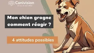 Miniature : Mon chien grogne que faire | 4 raisons, 4 solutions