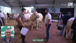 Miniature : Foire agricole de Sedan 2026 : une édition record sous le signe de l’excellence de l’élevage