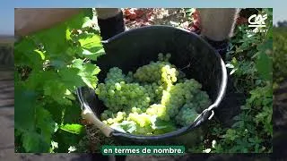 Miniature : David Ménival du Crédit Agricole du Nord Est fait le point après les vendanges en Champagne