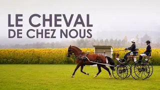 Miniature : Le CHeval de chez nous | Documentaire animalier complet