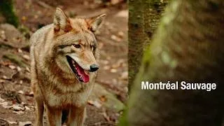 Miniature : Montréal sauvage - Documentaire animalier complet
