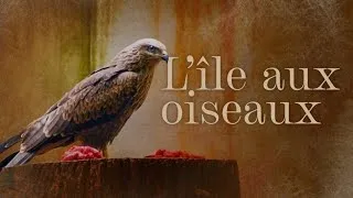 Miniature : L'île aux oiseaux - Documentaire Animalier
