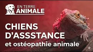 Miniature : En terre animale - Chiens d'assistance et ostéopathie animale - Reportage Animalier