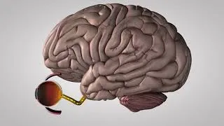 Miniature : L’œil et la vision
