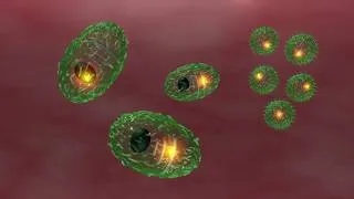 Miniature : L'immunité adaptative CANOPE