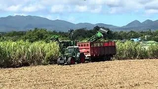 Miniature : La récolte de la canne bat son plein en Guadeloupe !