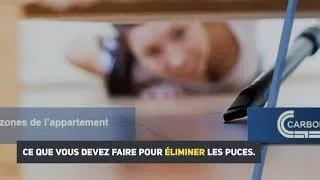 Miniature : Comment se Débarrasser des Puces dans un Appartement.