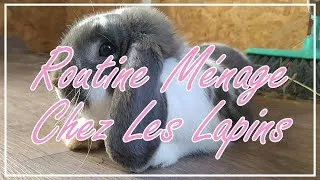 Miniature : ROUTINE : Nettoyage de l'abri de mes lapins