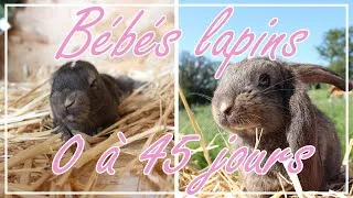 Miniature : Croissance des bébés lapins : de la naissance à 45 jours // Baby bunnies growing up