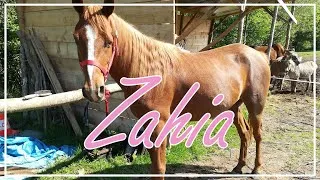 Miniature : Zahia, ma pur sang arabe