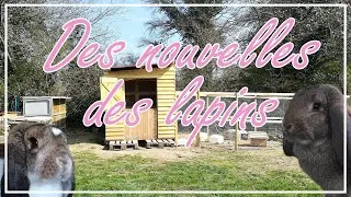 Miniature : Mon élevage de lapins : les nouvelles