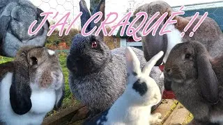 Miniature : Je me lance dans l'élevage de lapins ?!