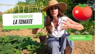 Miniature : Tout Savoir sur les tomates de A à Z