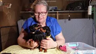 Miniature : 25 mai 2026 - Elevage des Pinschéris - Présentation des bébés de Tootie