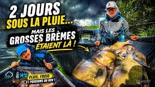 Miniature : 🎥🎞🌧️ 2 jours sous la pluie... mais les grosses brèmes étaient là !🎣🤟💪#PecheAuFeeder #Breme #Fishing