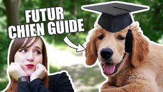 Miniature : J'ai visité une école de chiens guides