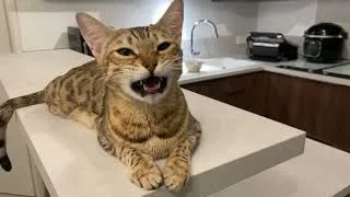 Miniature : La chanson de Maman Patata  🥔🐱
