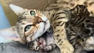 Miniature : Maman bengal et son petit chaton 🥰