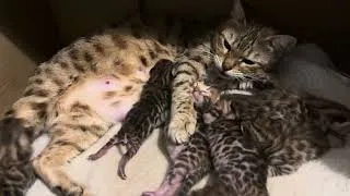 Miniature : Maman Patata la bengal et ses petits chatons de 1 semaine