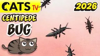 Miniature : 📺 CATS TV 😻 Centipede 🐛 Articulated toy for cats in 4K 🔊 3D Sound