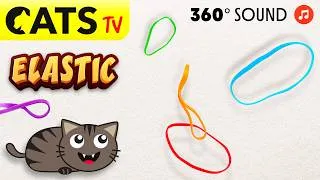 Miniature : CATS TV 📺 REAL Elastics 😻 4K 60FPS 360° Sound 🔊 4K 🔴 60FPS
