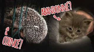 Miniature : SAUVETAGES ANIMALIERS : CHATON ABANDONNÉ & HÉRISSON COINCÉ !