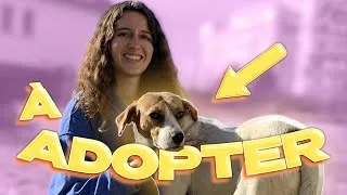 Miniature : JE DEVIENS FAMILLE D'ACCUEIL POUR CHIENS