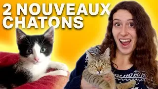 Miniature : NOUVELLE ASSOCIATION, CHATON CRAINTIF & LA PIF - FAMILLE D'ACCUEIL POUR CHATS (Épisode 3)