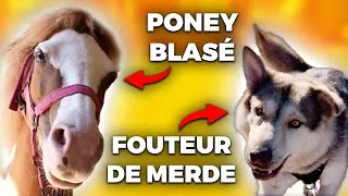 Miniature : PONEY BLASÉ + CHIENS CASSE-PIEDS = BÊTISIER