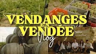 Miniature : Les Caves du Louvre en immersion au Domaine Saint Nicolas pendant les vendanges !