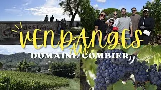 Miniature : Vendanges au Domaine Combier avec les Caves Du Louvre !