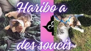 Miniature : Haribo et le Vétérinaire 😿😼