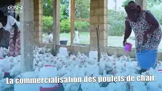 Miniature : Autonomisation des femmes de Ngohé : la commercialisation de leurs poulets de chair.