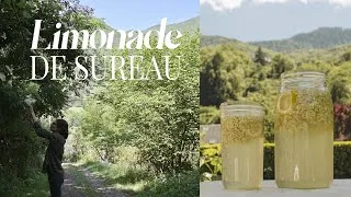 Miniature : Cueillette de fleurs de sureau noir dans les Pyrénées et recette de la limonade de sureau. Ep 05